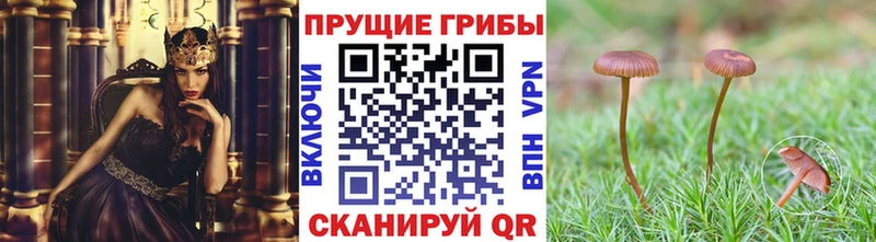 MEGA зеркало  Фролово  Псилоцибиновые грибы GOLDEN TEACHER 